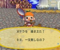 本日の収穫 本日の収穫