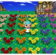 9種の薔薇園 9種の薔薇園