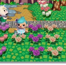 贅沢なピンクの薔薇