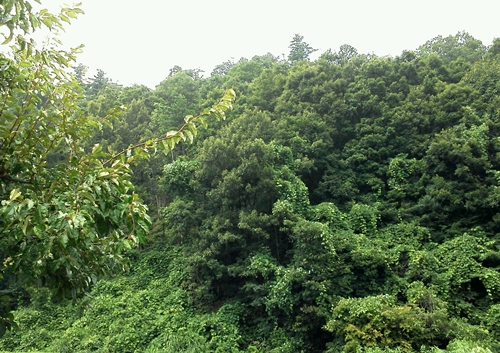 野田山墓地前田利家の墓横