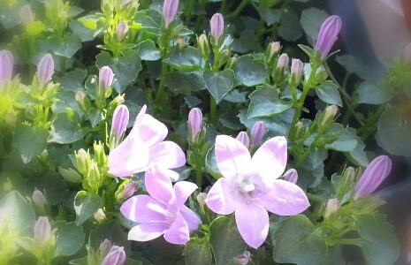 朝日はコーヒーより有効かも 朝日はコーヒーより有効かも