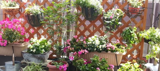 プチ植え替えしました プチ植え替えしました