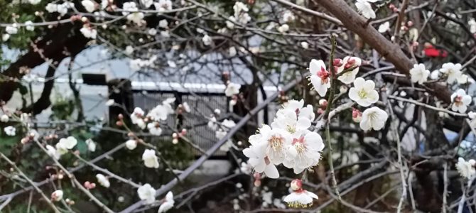 梅も咲き出して