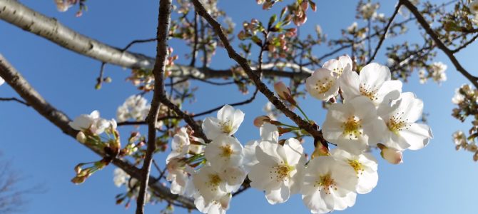思い立ってお花見