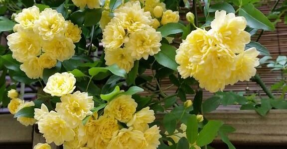 Twitter Updates for 2015-04-21