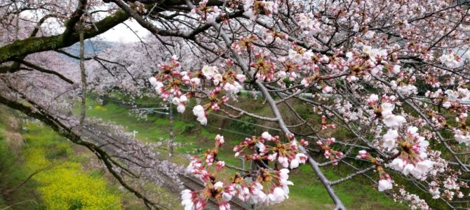 今年も堪能できました花見