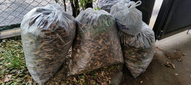 落葉は刈り込まないと大変