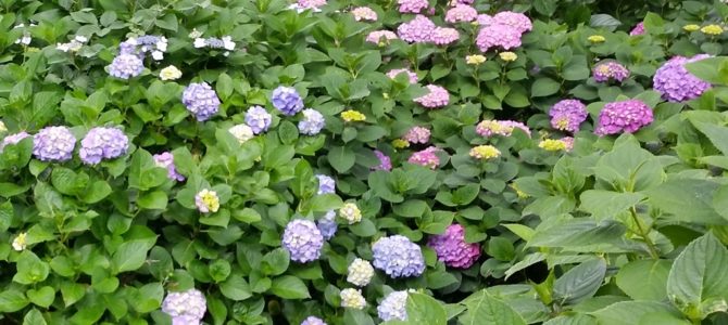 あじさいの里に行ってきました