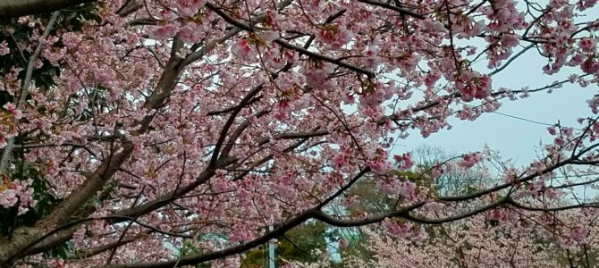 オオカンザクラとイタリアン オオカンザクラとイタリアン