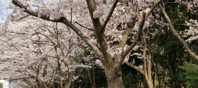 お花見だよー。