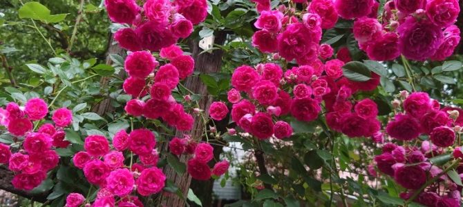 ローズガーデン ローズガーデン