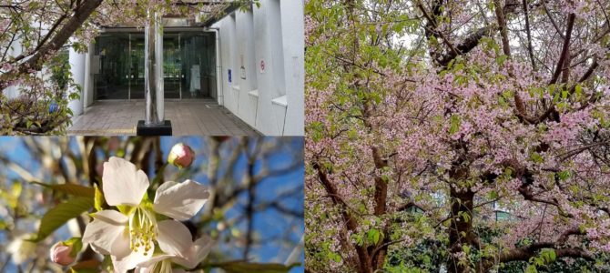 今年も綺麗に咲きました