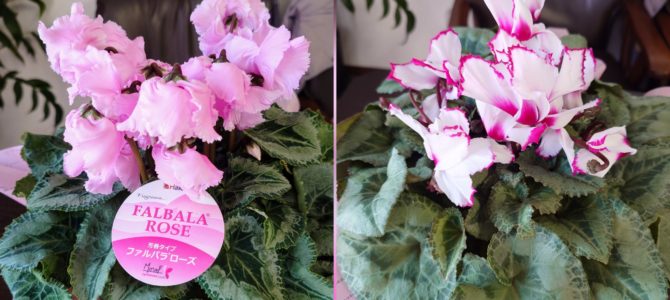 最近のシクラメン 最近のシクラメン