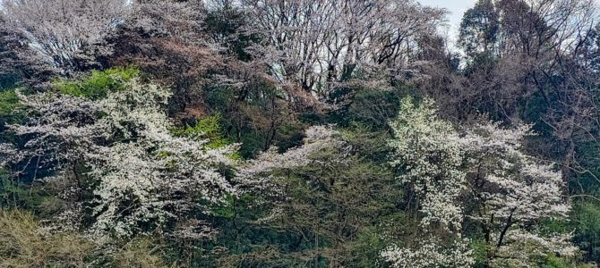 思いがけないランチ