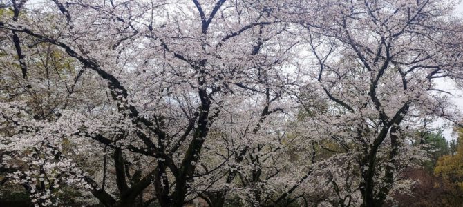 雨の中のお花み