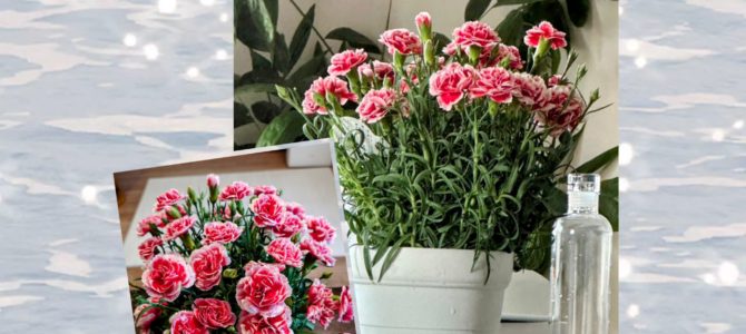 母の日あれこれ