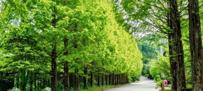 ローズガーデン