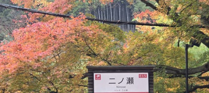 もみじのトンネルと叡山電車 もみじのトンネルと叡山電車