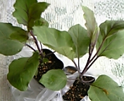 ナスの苗? ナスの苗?