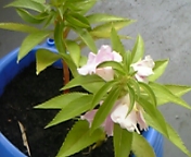 ホウセンカ ホウセンカ