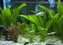 熱帯魚ブログパーツ