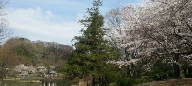 桜を見に朝の散歩に行きました。