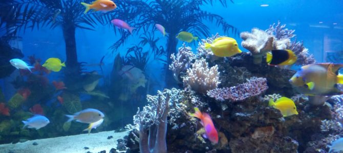 久しぶりの八景島シーパラダイス