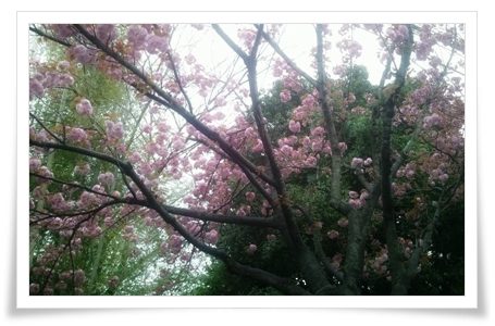 お見舞い お見舞い